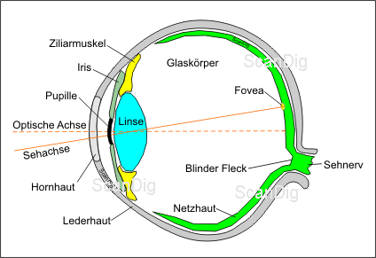 Principal structure of the human eye