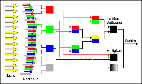 Schematische Darstellung der Signalverarbeitung bei Dunkelheit